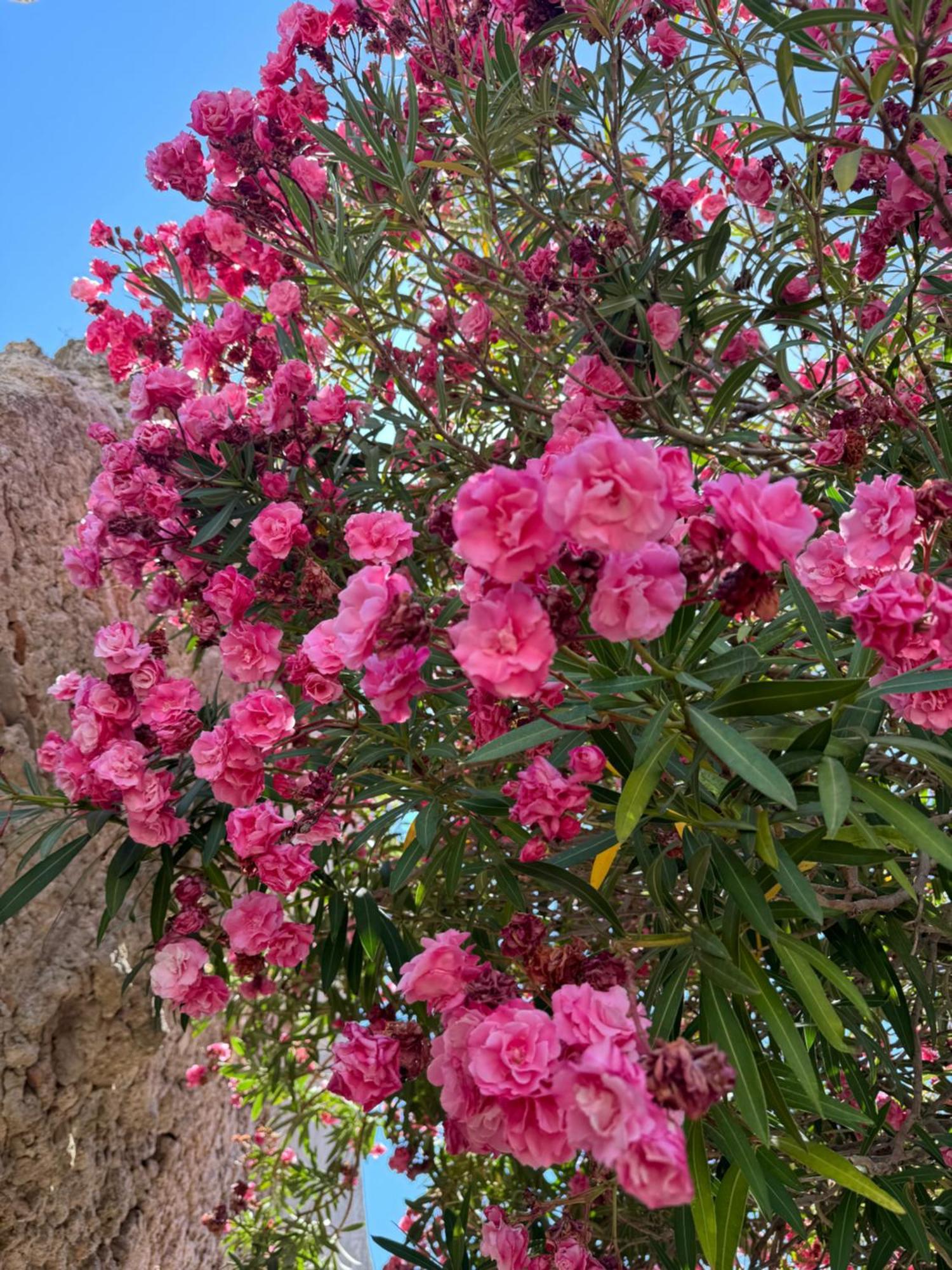 La Rosa Blu Frühstückspension